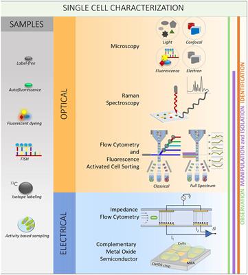 Opportunities in optical and electrical single-cell technologies to study microbial ecosystems
